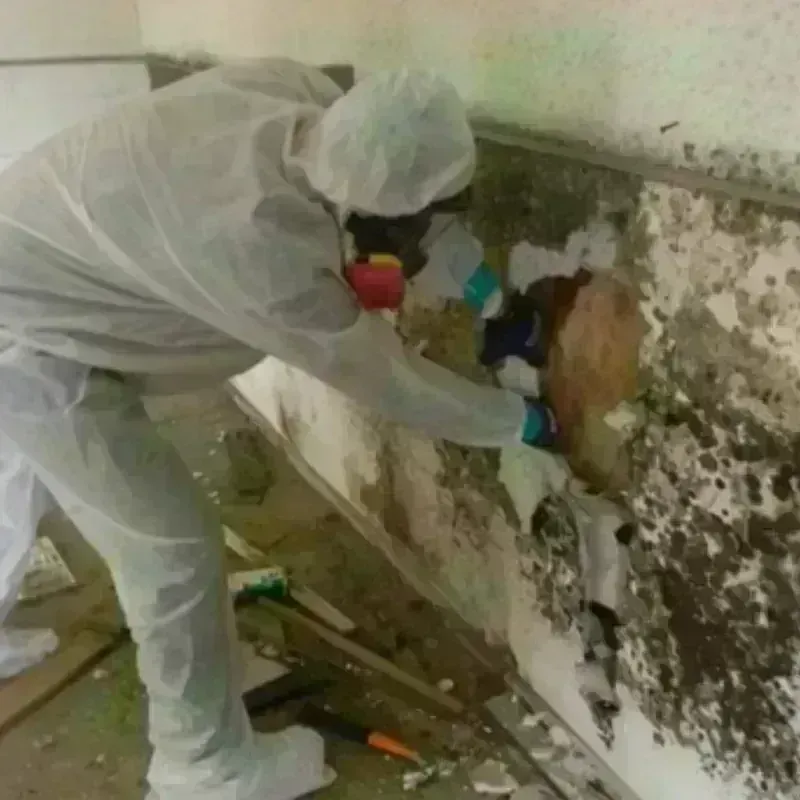 Mold Remediation and Removal in Mason City, IA